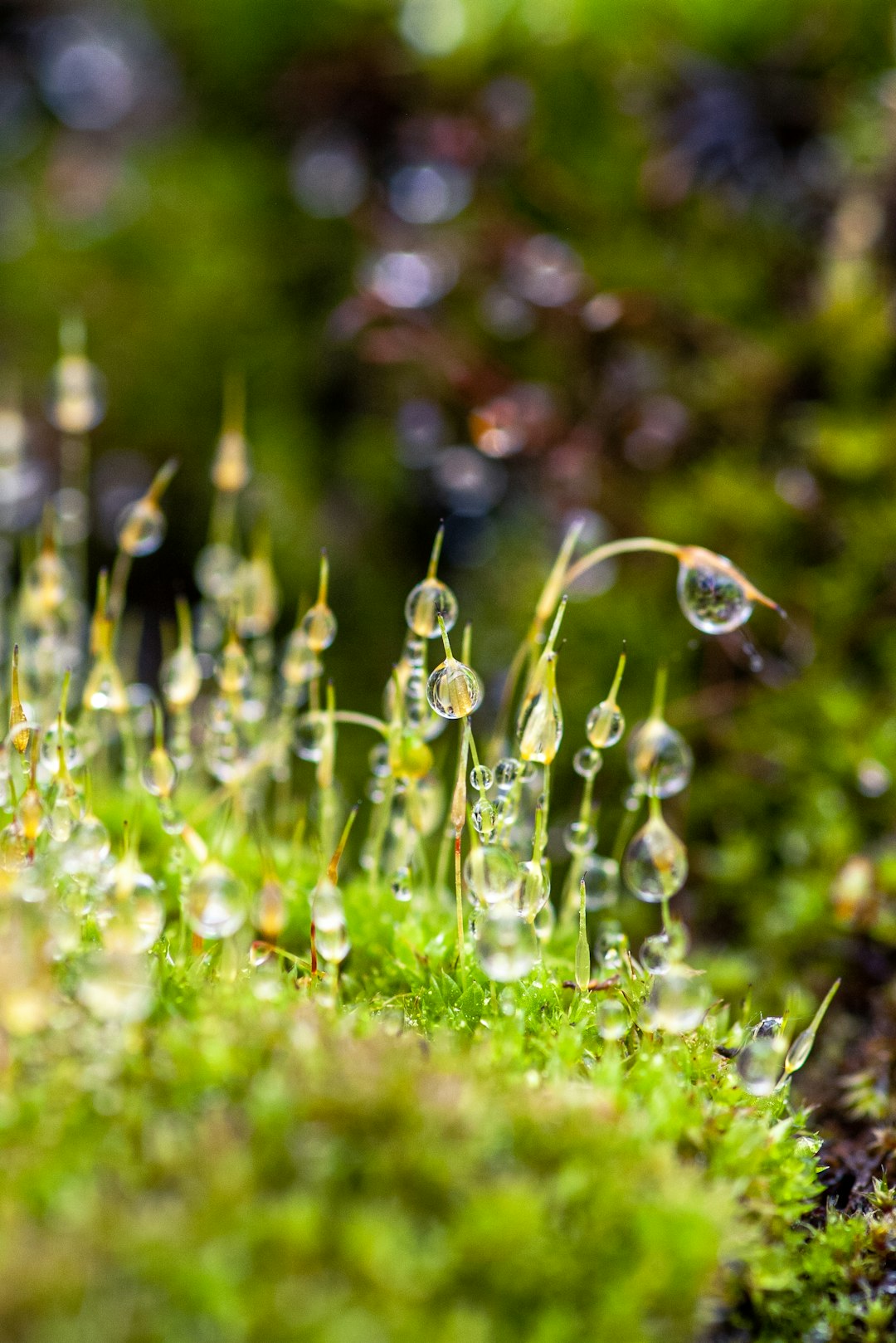 Mosses with drops of water, macro