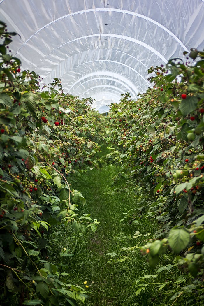 Explore vibrant raspberry plants in a Swiss greenhouse tunnel during summer.