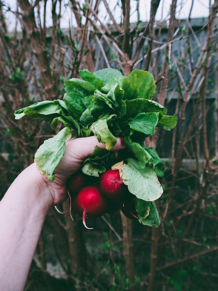 A hand holding fresh radishes with green leaves outdoors, showcasing organic gardening.